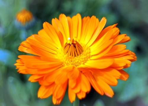 phytotherapie